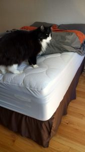 Cat sitting on partially made bed